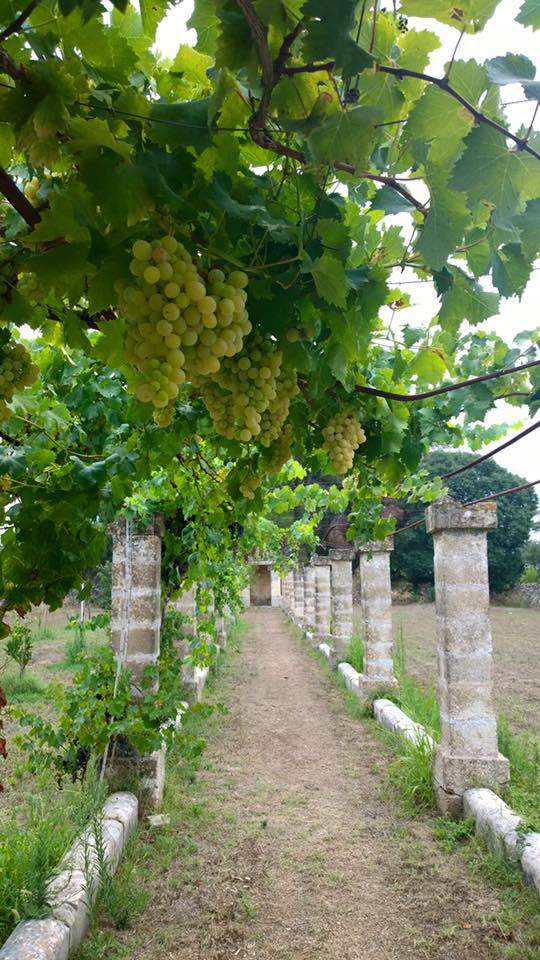 Masseria vigneri trepuzzi salento italia